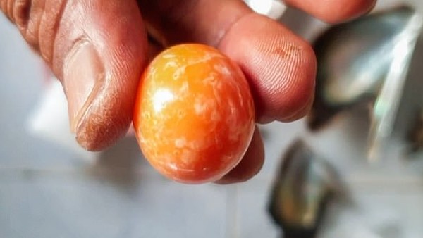 सीप के अंदर नारंगी मोती