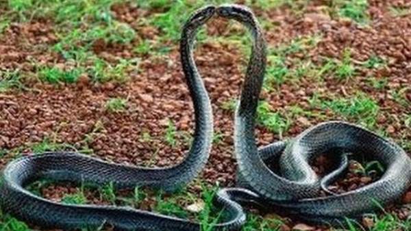 गुस्से से फूंफकार रहा था कोबरा