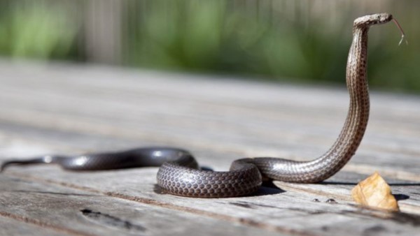 दो दिन पहले ही धनबाद से मुगलसराय पहुंचे थे टीटीई विक्रम कुमार