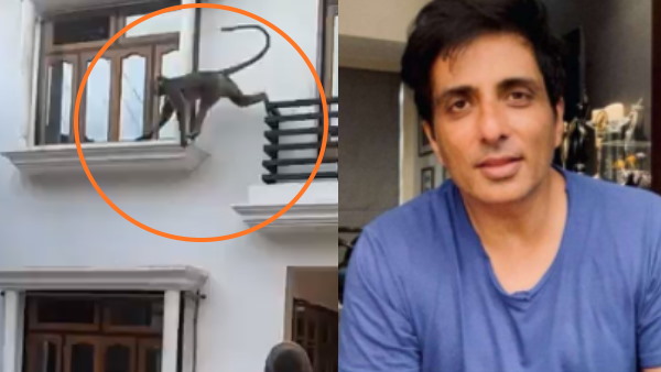 सोनू सूद से लगाई थी बंदर पकड़ने की गुहार सोनू सूद से लगाई थी बंदर पकड़ने की गुहार