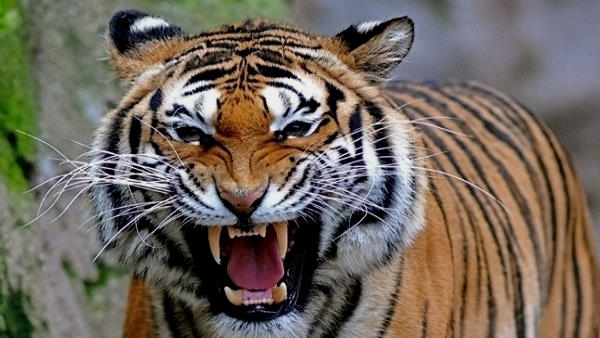 गांव डूंगरिया की 55 वर्षीय गेदाबाई पर हमला गांव डूंगरिया की 55 वर्षीय गेदाबाई पर हमला