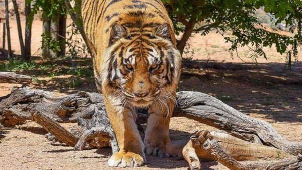अभी तक बाघ को पकड़ा नहीं गया अभी तक बाघ को पकड़ा नहीं गया