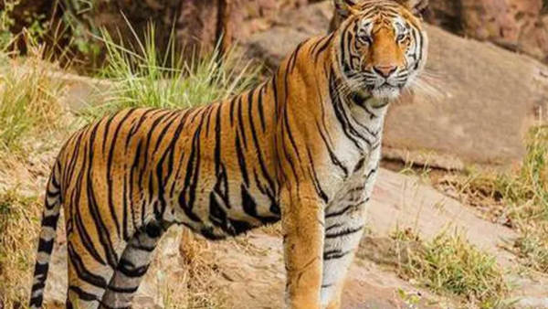 आंसू गैस का इस्तेमाल किया आंसू गैस का इस्तेमाल किया