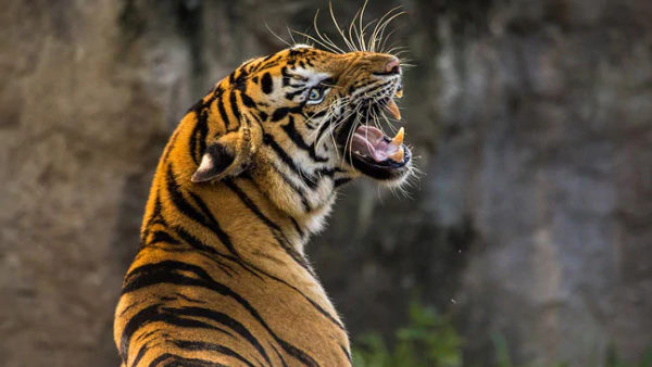 भगाने की कोशिश की तो वह सामना करने लगा भगाने की कोशिश की तो वह सामना करने लगा