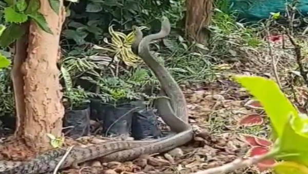 कर्नाटक का है वीडियो! कर्नाटक का है वीडियो!