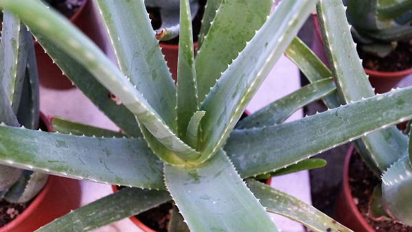 तुरंत राहत