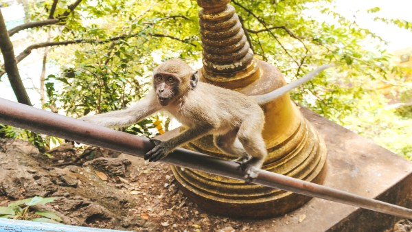 चीते की एक-2 हरकत पर रखी पैनी निगाह