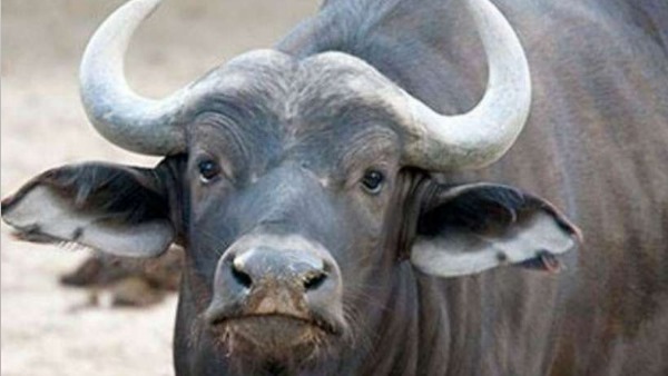 भैंसा का डीएनए टेस्‍ट कराने की मांग पर अड़ा क‍िसान