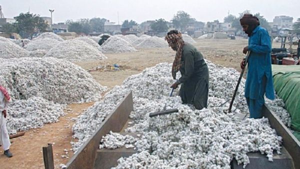 COTTON PAK LABAOUR COTTON PAK LABAOUR