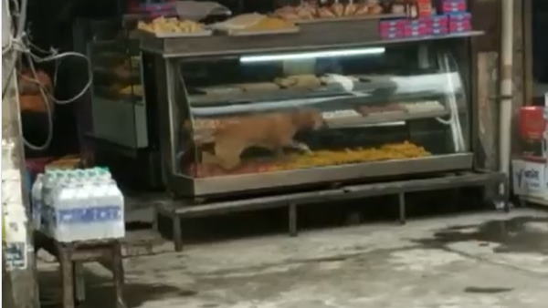 काउंटर में घुस बैठा ये कुत्ता