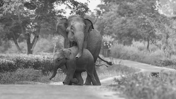 शावक को बचाने के लिए गंगा ने दे दी जान