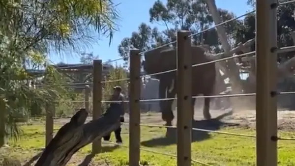 हाथी के बाड़े में बच्चे के साथ घुसा शख्स