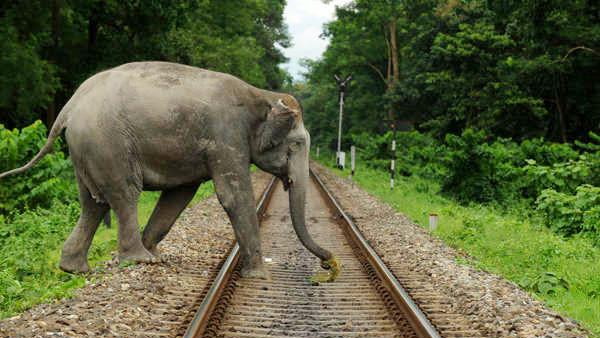 रेलवे ट्रैक पर हुआ हादसा