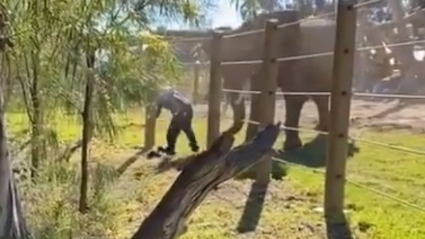 हाथी के पास जाना पड़ सकता है महंगा