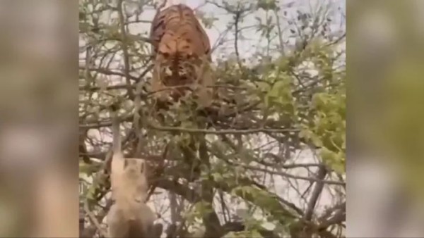 आंखों में आंखें डालकर किया चीते का सामना