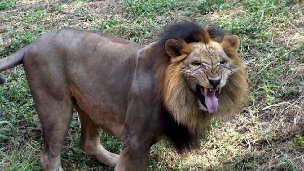 lions entered village of rajkot district for food