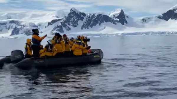 शिकारी व्हेल से पेंग्विन ने ऐसे बचाई जान