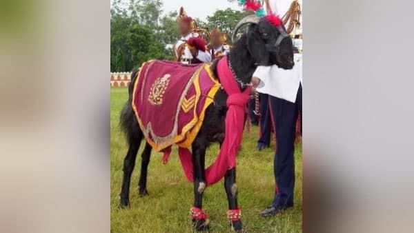 जानें इस काले रंग के राजस्‍थानी बकरे की खासियत 