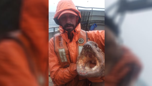 मछली या समुन्द्री राक्षस