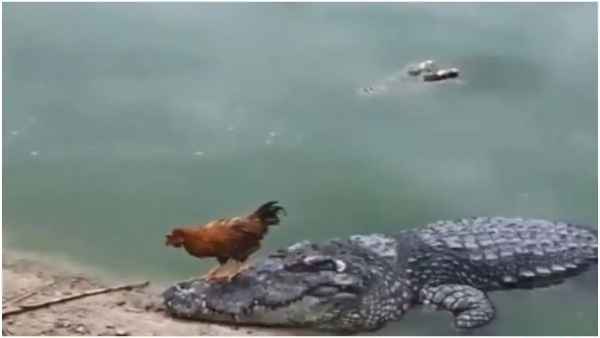 मगरमच्छ की पीठ पर बैठकर मुर्गे ने की सवारी मगरमच्छ की पीठ पर बैठकर मुर्गे ने की सवारी