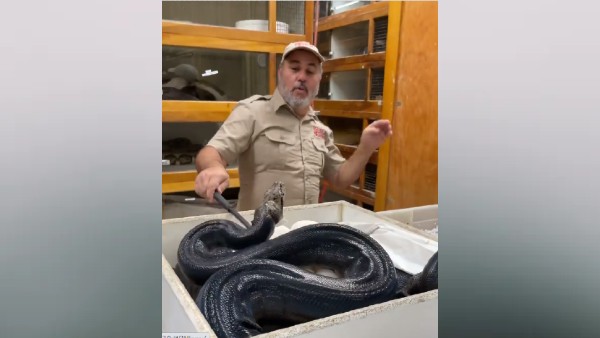 अचानक किया हमला