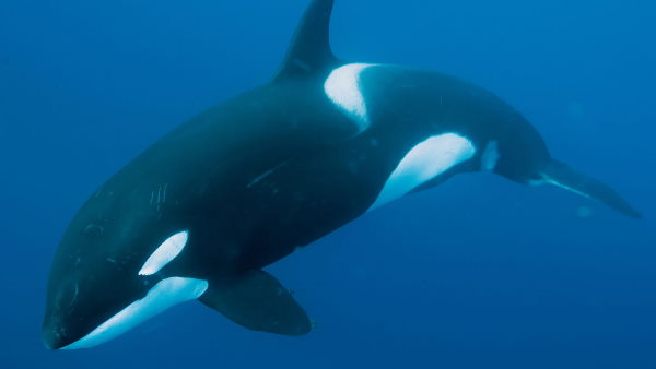 कीमत लाखों में