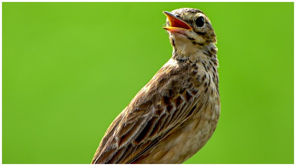 जानिए गौरैया के बारे में