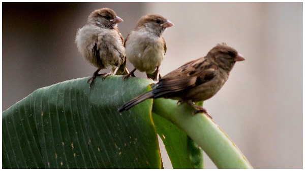 मोबाइल फोन और ध्वनि प्रदूषण की वजह से भी गायब हो रही हैं गौरैया