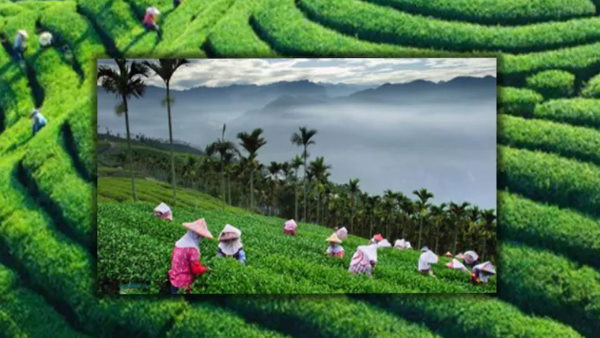 Fact Check Congress shared Assam tea garden images know about truth Fact Check Congress shared Assam tea garden images know about truth