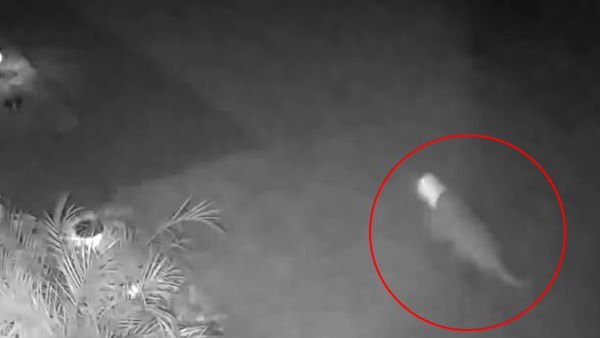 वीडियो में दिख रहा एक अजीब सा जानवर