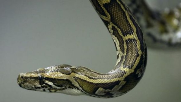 सोशल मीडिया स्टार बना ये अजगर