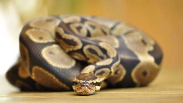 'कौन सभा की अध्यक्षता कर रहा है?'