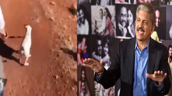 anand mahindra share dog video anand mahindra share dog video