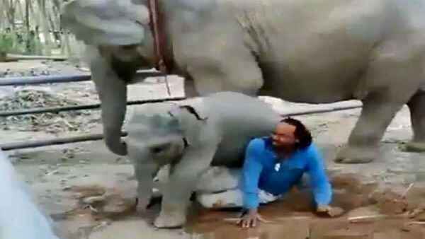 मालिक को मेहनत करता देख नन्हें हाथी को सूझी शैतानी, मालिक को मेहनत करता देख नन्हें हाथी को सूझी शैतानी,