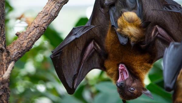 बांस के जंगल बढ़ने को बताया जा रहा है कारण बांस के जंगल बढ़ने को बताया जा रहा है कारण