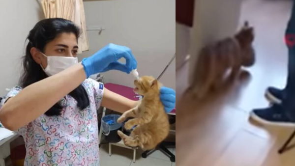 बिल्ली ने मांगी थी मदद