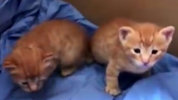 वायरल हुआ वीडियो