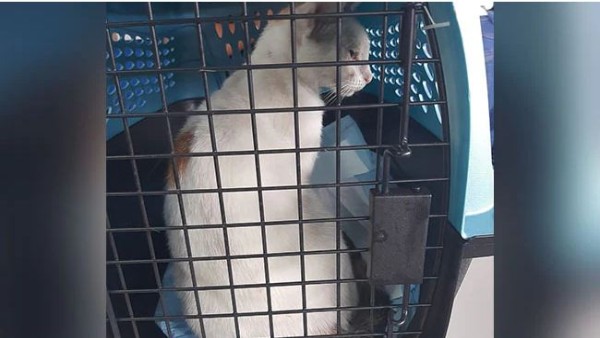 शरीर पर बंधे थे ड्रग्स के पैकेट