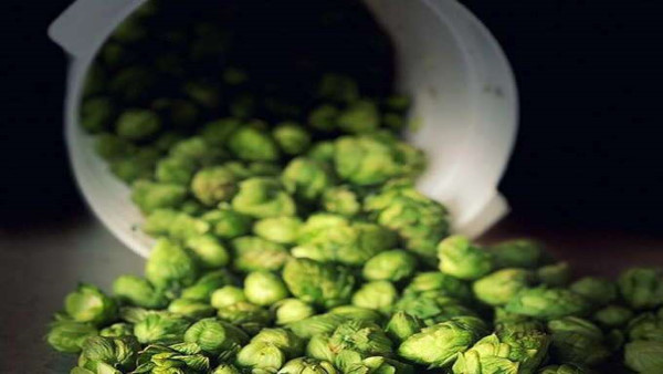 हॉप शूट्स के औषधीय गुण हॉप शूट्स के औषधीय गुण