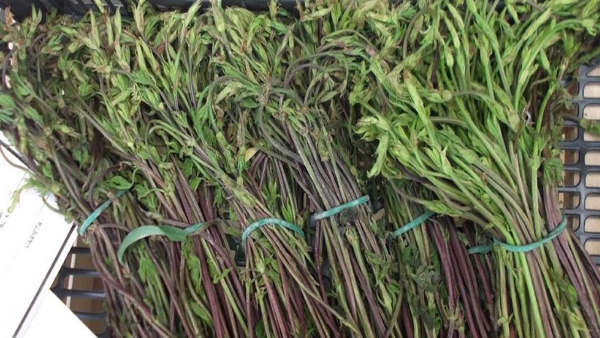 हॉप शूट्स खेती का इतिहास हॉप शूट्स खेती का इतिहास