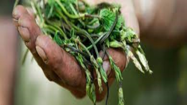 हर साल 35 से 40 लाख की कमाई हर साल 35 से 40 लाख की कमाई