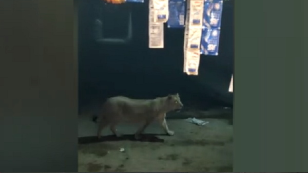 अमरेली की घटना