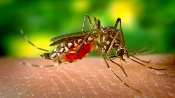 WHO के मानक तक पहुंचने वाला पहला टीका 