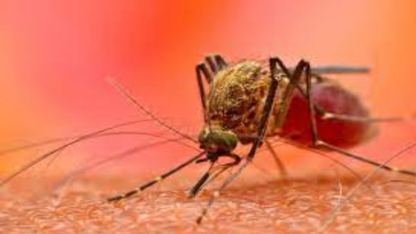 हर साल मलेरिया से 4 लाख से अधिक लोग मरते हैं,