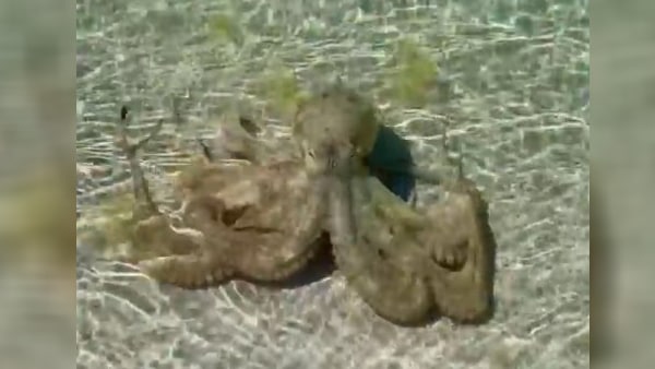 ऑक्टोपस के हमले से हैरान