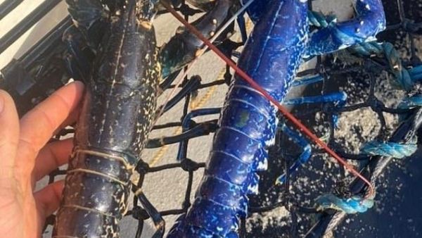 मछली को वापस छोड़ा