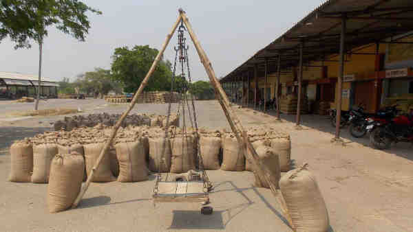 Yogi government set up 6000 centers in the state for wheat procurement Yogi government set up 6000 centers in the state for wheat procurement