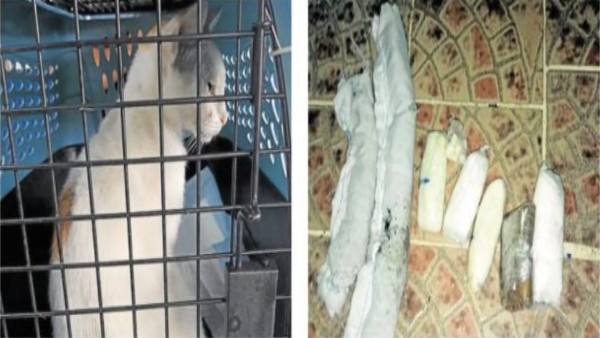 कब्जे में ली गई बिल्ली