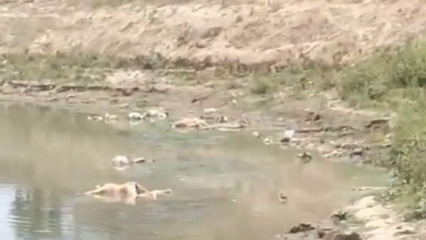 Over 40 Bodies Wash Up On Banks Of Ganga in buxar Corona Panic In Bihar Town Over 40 Bodies Wash Up On Banks Of Ganga in buxar Corona Panic In Bihar Town