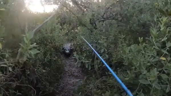 युवक के पीछे पड़ा मगरमच्छ